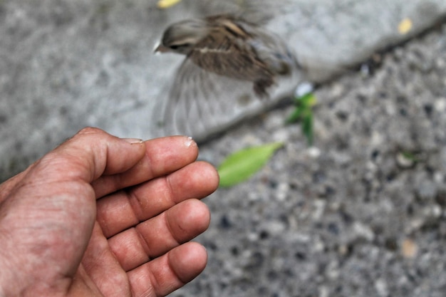 Foto imagen recortada de la mano de un hombre con un gorrión en el fondo