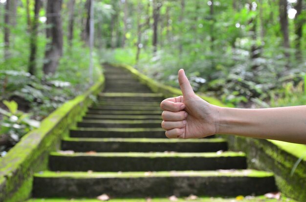 Foto imagen recortada de la mano de una persona en la acera en el bosque