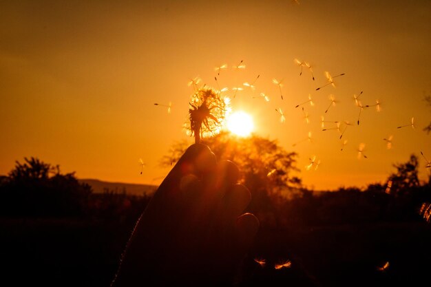 Foto imagen recortada de una mano sosteniendo un diente de león contra el cielo durante la puesta del sol