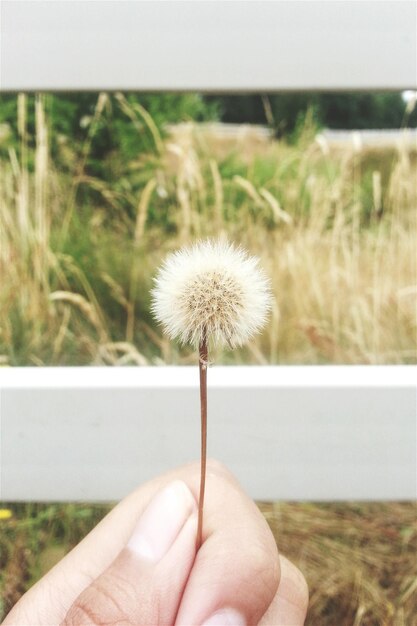 Imagen recortada de una mano sosteniendo una flor