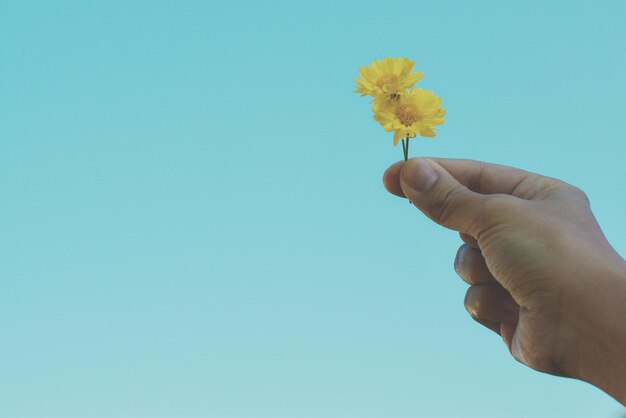 Foto imagen recortada de una mano sosteniendo flores amarillas contra un cielo azul claro