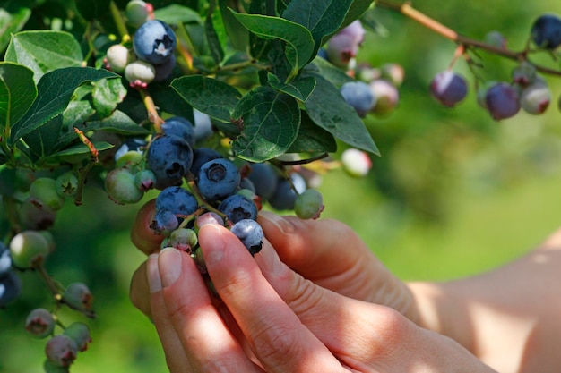 Foto imagen recortada de una mano sosteniendo frutas en un árbol