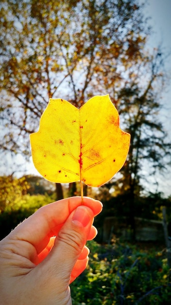 Foto imagen recortada de una mano sosteniendo una hoja de otoño