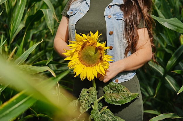 Foto imagen recortada de una mujer en el campo de maíz con girasol en manos