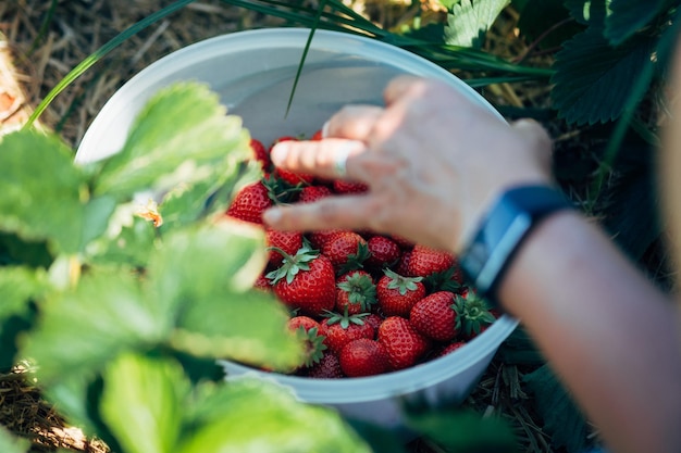 Imagen recortada de una mujer recogiendo fresas de un cuenco en una granja