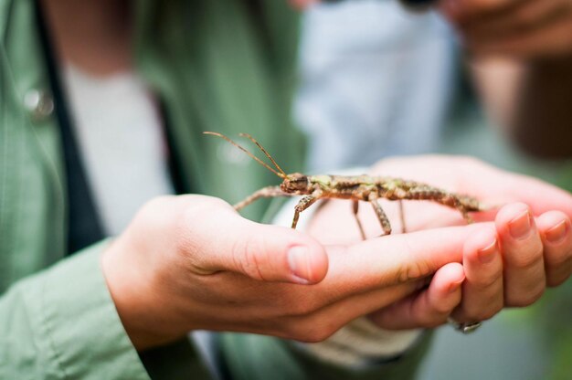 Foto imagen recortada de una mujer sosteniendo una mascota en manos cubertas