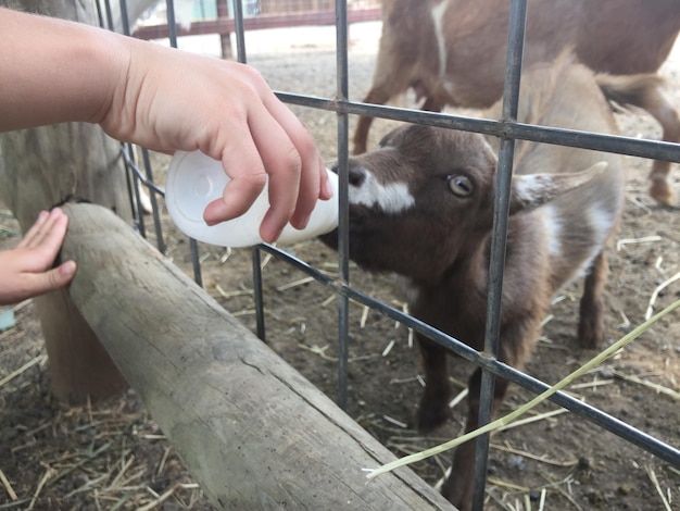 Foto imagen recortada de un niño alimentando a una cabra