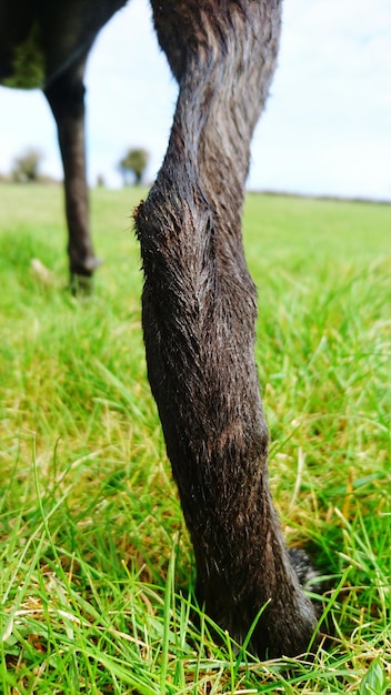 Foto imagen recortada de un perro de pie en un campo de hierba