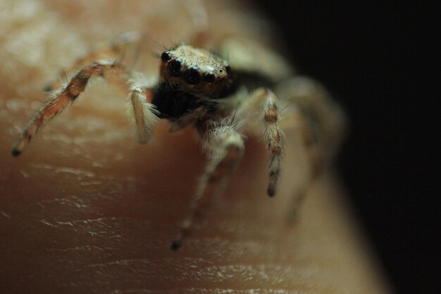 Imagen recortada de una persona con una araña