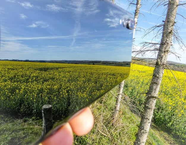 Imagen recortada de una persona con la mano sosteniendo flores amarillas en el campo