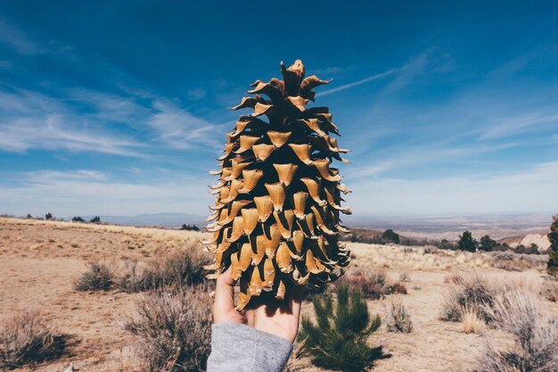 Foto imagen recortada de una persona sosteniendo un cono de pino en el desierto