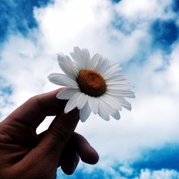 Foto imagen recortada de una persona sosteniendo una margarita contra un cielo nublado