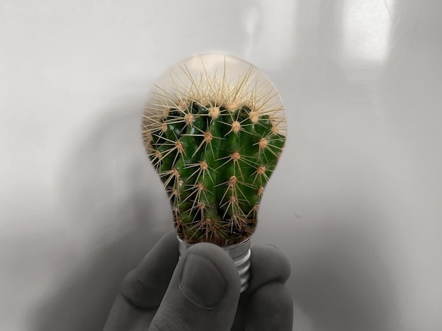 Foto imagen recortada de una persona sosteniendo una planta de cactus