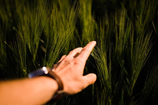 Foto imagen recortada de la planta tocando la mano en el campo