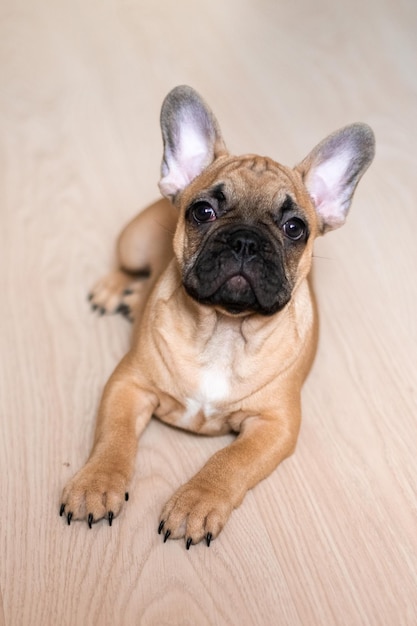 Imagen de retrato de un cachorro de Bulldog Francés yacía en el suelo en casa