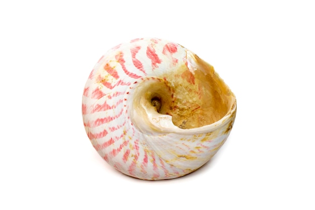 Imagen de Rochia nilotica nombre común la concha superior comercial es una especie de caracol de mar. conchas marinas