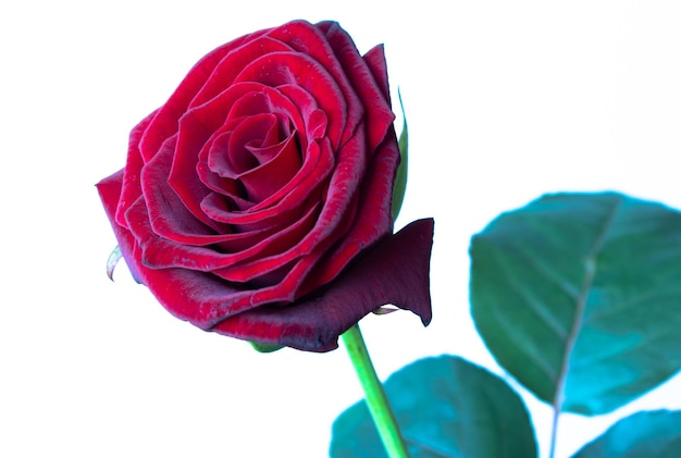 Imagen de una rosa floreciente roja sobre un fondo blanco.