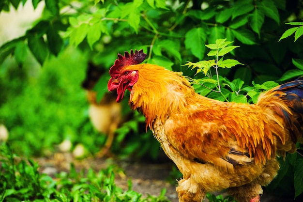 Imagen rural rústica de Red Rooster Cock en un día soleado