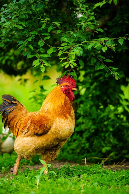 Imagen rural rústica de Red Rooster Cock en un día soleado