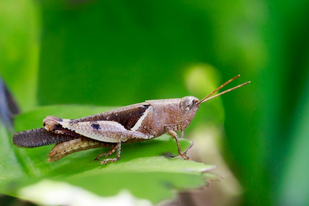 Imagen de saltamontes de bandas blancas (Stenocatantops splendens) en una hoja verde. Insecto. Animal.