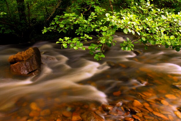 Imagen sedosa del río Baias que fluye entre rocas a través de un verde bosque ribereño Gorbeia o Parque Natural de Gorbea País Vasco España