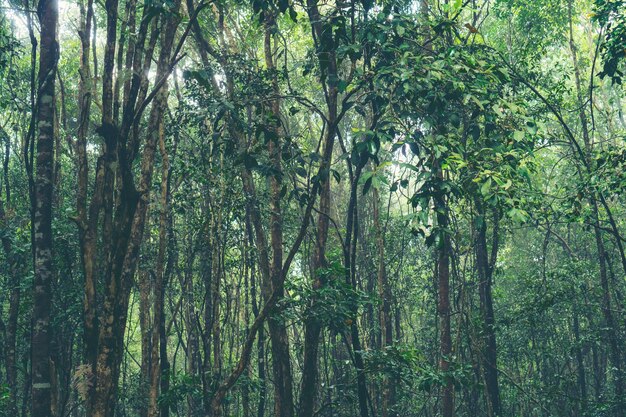 imagen de la selva tropical en Tailandia, concepto de naturaleza