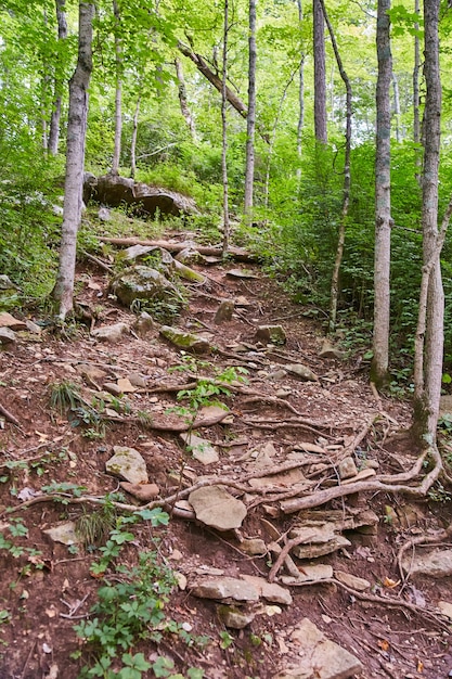 Imagen del sendero del bosque con raíces de árboles expuestas y piedras como un sendero para caminar