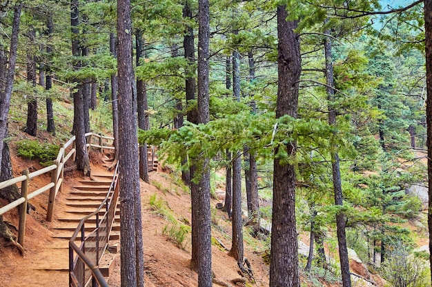 Imagen de sendero a través del bosque majestuosos pinos y agujas