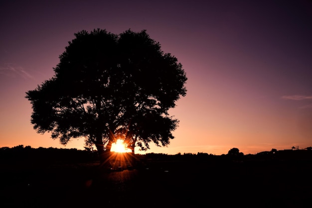 Imagen de silueta de puesta de sol y árboles