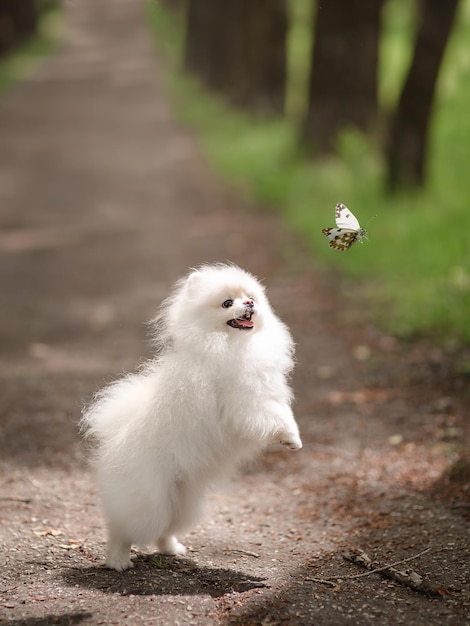 Imagen de spitz pomeranian blanco en el jardín Lindo perrito blanco al aire libre