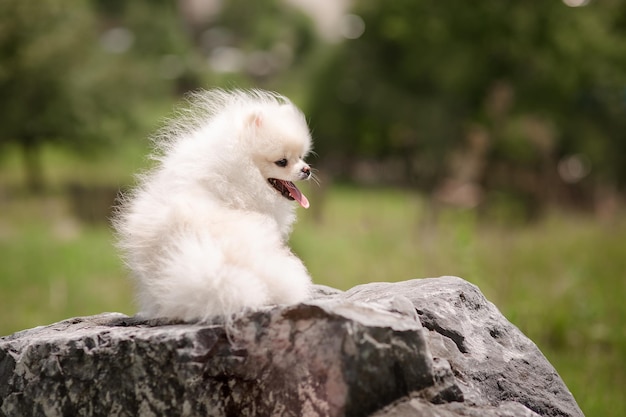 Imagen de spitz pomeranian blanco en el jardín Lindo perrito blanco al aire libre