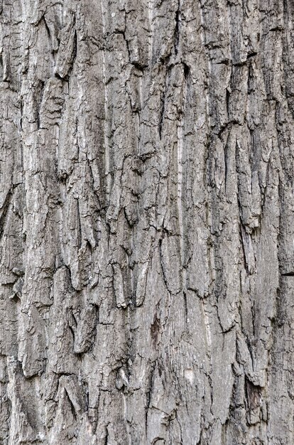 Imagen de superficie de corteza de árbol