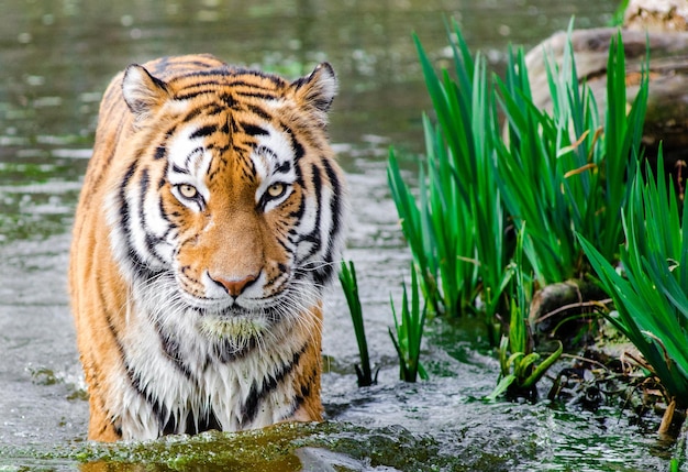 Foto imagen de tigre