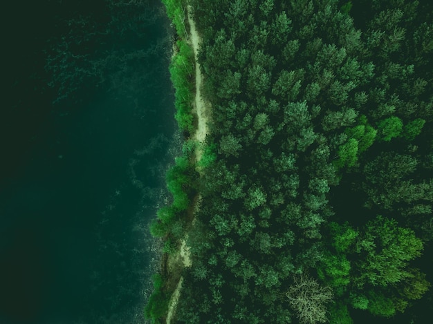 Imagen en tonos de borde de bosque y lago desde arriba