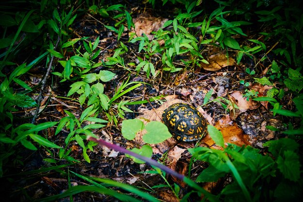 Imagen de tortuga con caparazón manchado de amarillo en bosque verde húmedo en hojas de otoño