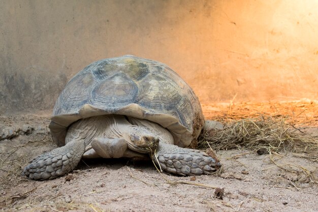 Foto imagen de una tortuga en el suelo. (geochelone sulcata) reptil.