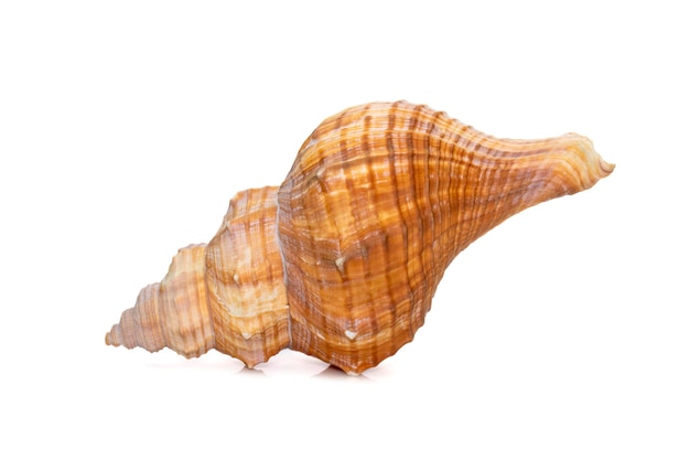 Imagen de trapecio Horse Conch rayado Fox Conch seashell Pleuroploca trapezium Sea Shells