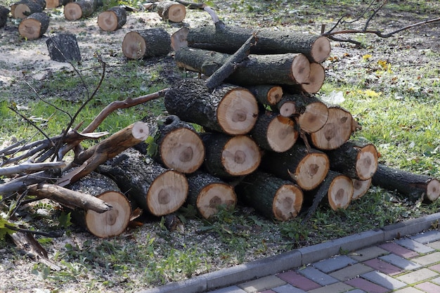 Imagen de troncos de árboles aserrados dispuestos en mampostería cerca de la acera del parque