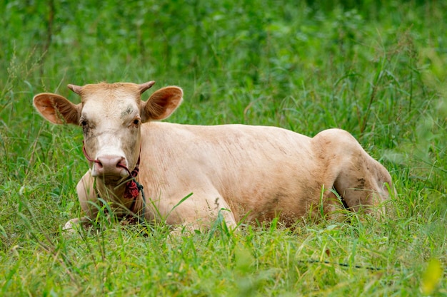 Imagen de vaca relajarse en el prado verde Farm Animal