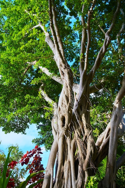 Imagen de la vertical del árbol de ramas retorcidas y exuberantes hojas verdes