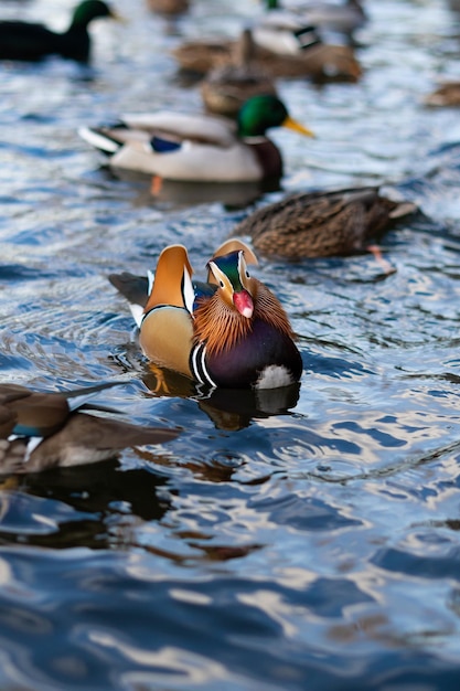 Imagen vertical de un atractivo pato mandarín nadando entre otros patos Un ejemplo de demorfismo sexual