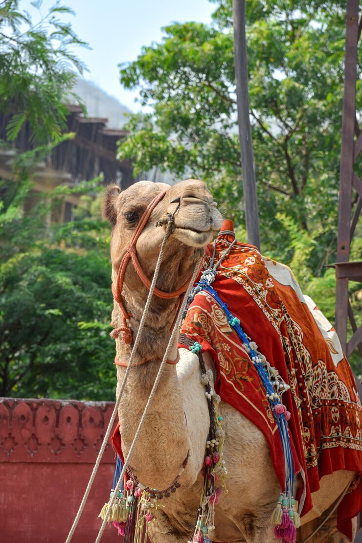 Imagen vertical de camello para rutas turísticas en la ciudad rosa de Jaipur en Rajasthan