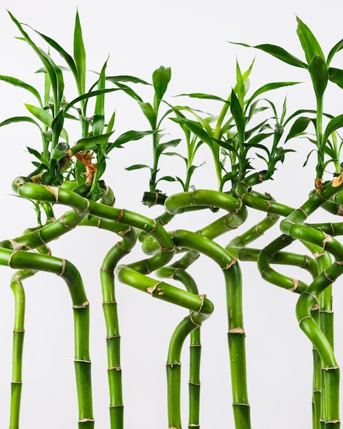Imagen vertical de una floreciente planta de interior Dracaena sanderiana cerca de una pared blanca
