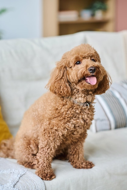 Imagen vertical de un lindo perrito sentado en un sofá en la sala de estar y esperando al dueño