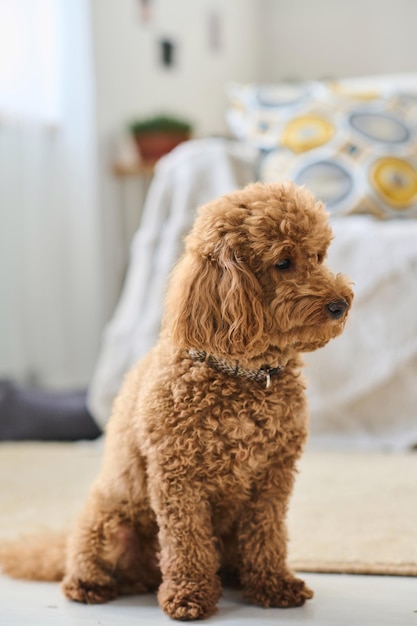 Imagen vertical de un lindo perro pequeño con piel rizada sentada en el suelo de la habitación