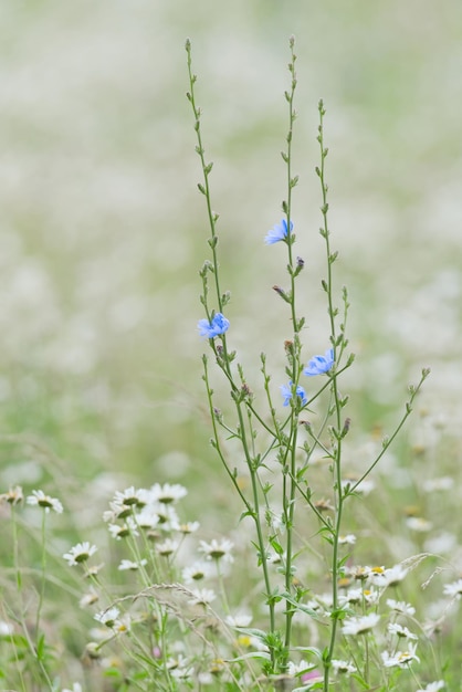 Foto imagen vertical de plantas delgadas de chicoria verde en un prado con flores azules brillantes