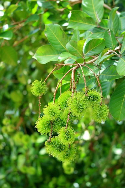 Imagen vertical de primer plano racimo de frutos verdes inmaduros de rambután en el árbol