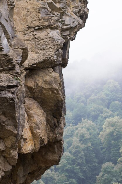 Imagen vertical de roca en el bosque de verano.