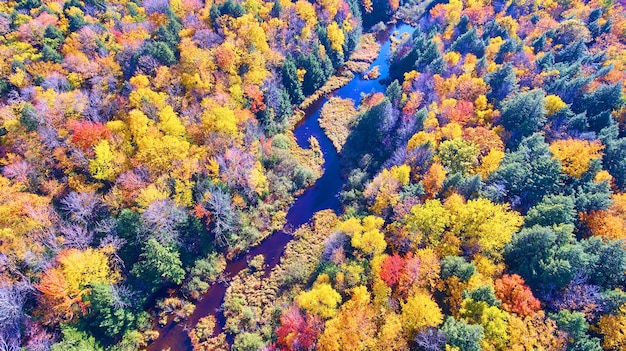 Imagen de la vibrante hora dorada para árboles de otoño antena de un río sinuoso a través de un bosque