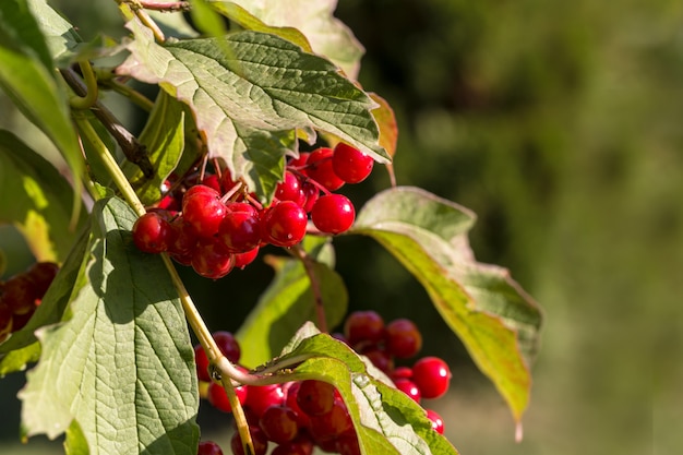 Imagen con un viburnum.